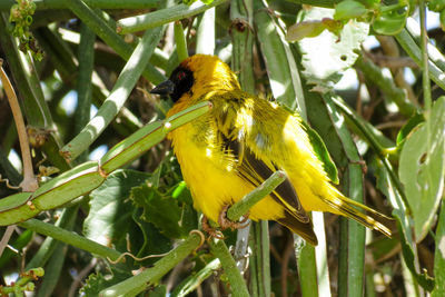 Close-up of bird perching on tree