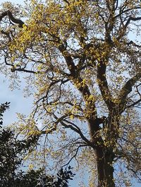 Low angle view of trees against sky