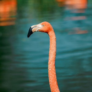 Flamingo neck close up