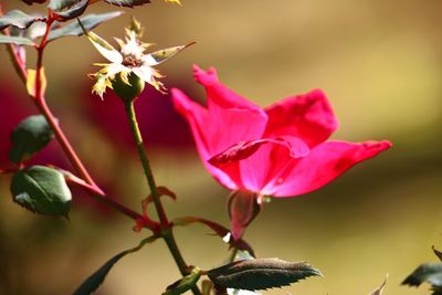 Close-up of pink flowers