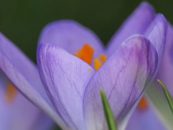 Close-up of purple crocus flower