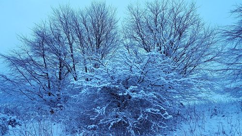 Bare tree against clear blue sky during winter