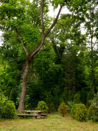 Trees in forest