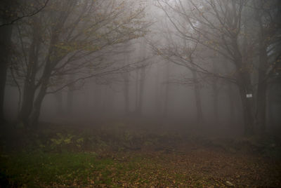 Scenic view of forest in foggy weather