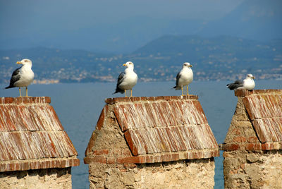 Seagulls perching on a roof