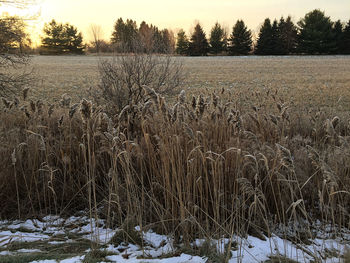 Frozen trees on field against sky during winter
