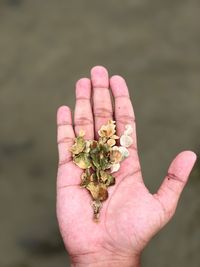 Close-up of person holding wilted flower