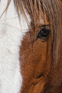 Close-up of a horse