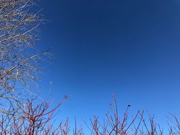 Low angle view of bare tree against clear blue sky