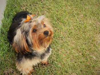 High angle view of dog on field