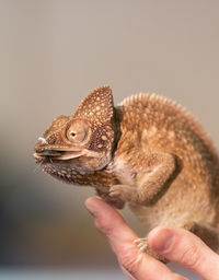 Close-up of a hand holding lizard