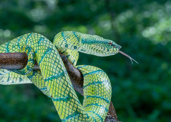 Close-up of snake