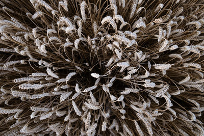 Full frame shot of flowering plant against black background