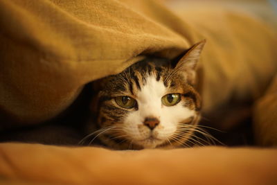 Portrait of old tabby cat between the sheets