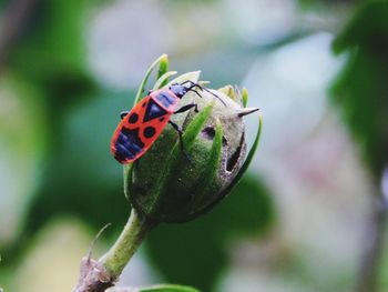 Close-up of insect on flower bud