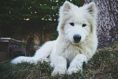 Close-up portrait of white dog sitting on grass