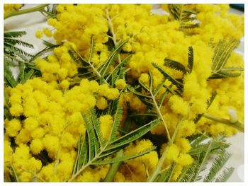 Close-up of yellow flowers