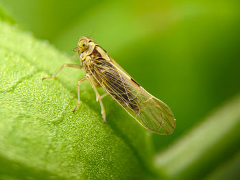 Close-up of insect on leaf