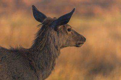 Close-up of giraffe standing outdoors