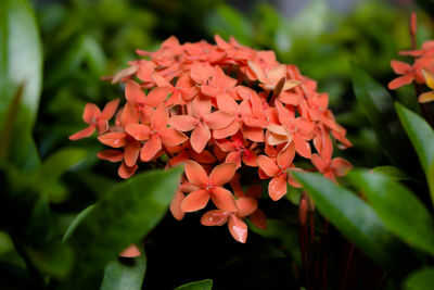 Close-up of flowers blooming outdoors