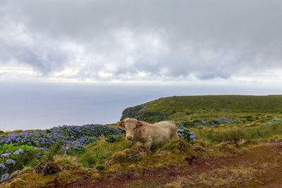 View of a horse on landscape