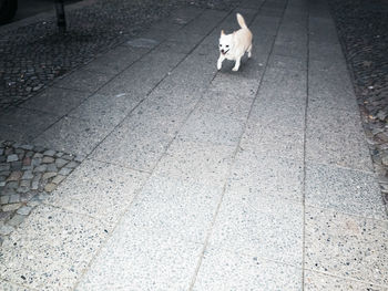 Dog sitting on sidewalk