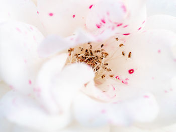 Close-up of white rose