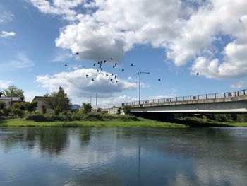 Flock of birds flying over river