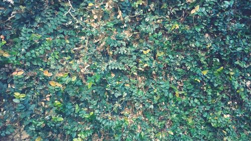 Full frame shot of ivy growing on field