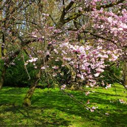 Pink flowers blooming in park