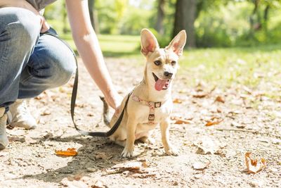 Dog sitting on land