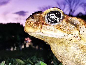 Close-up of a turtle