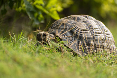 Close-up of a tortoise on grass