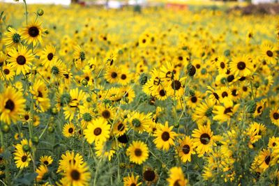 Close-up of sunflower field