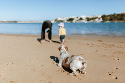 Close-up of dog with father and daughter at beach