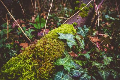 Close-up of plants in autumn leaves