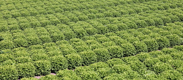 High angle view of corn field