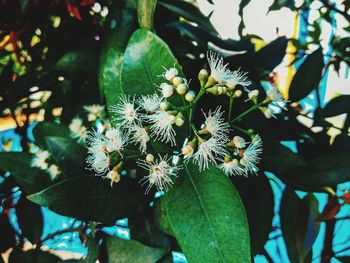 Close-up of flowering plant