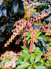 Close-up of flowers growing on tree