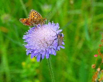 Close-up of bee pollinating on purple flower