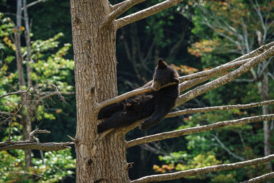 Bird perching on tree