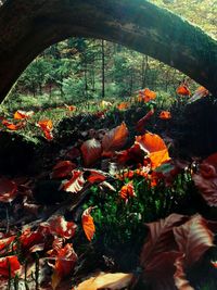 Close-up of flowers growing in forest