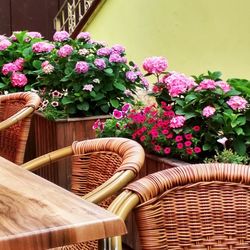 Close-up of potted plants in basket