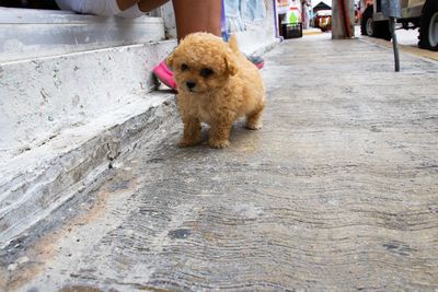 Full length of a dog on footpath in city