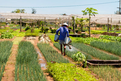 Rear view of man watering plants walking on agricultural field