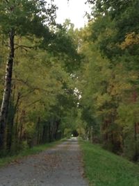 Road passing through trees