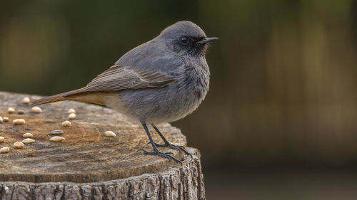 Close-up of bird perching outdoors