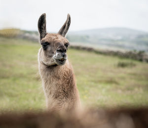 Portrait of lamas on land