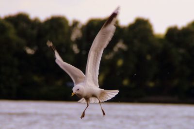 Close-up of seagull flying