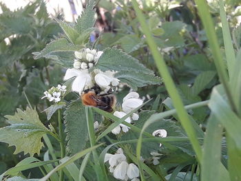 Close-up of bee pollinating flower